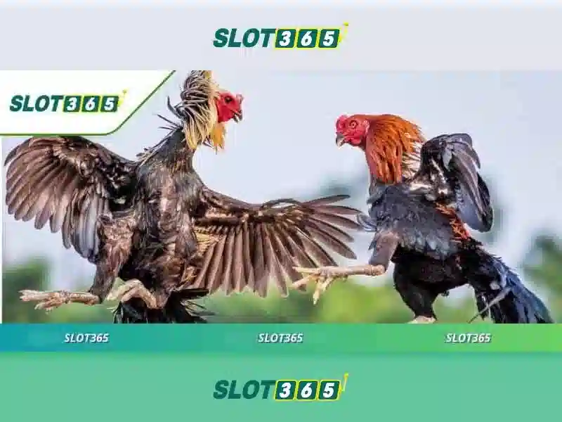 slot365 com1 – Tổng quan và trải nghiệm người dùng