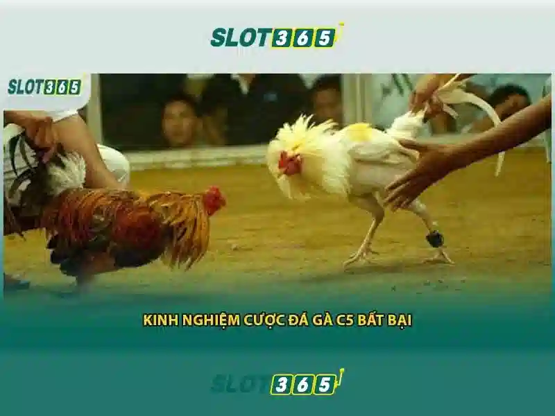 Slot365 - Nền tảng trò chơi slot trực tuyến hàng đầu