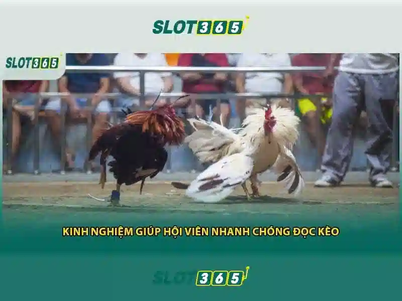 raja slot365: trải nghiệm slot365 tải và chương trình tặng 200k