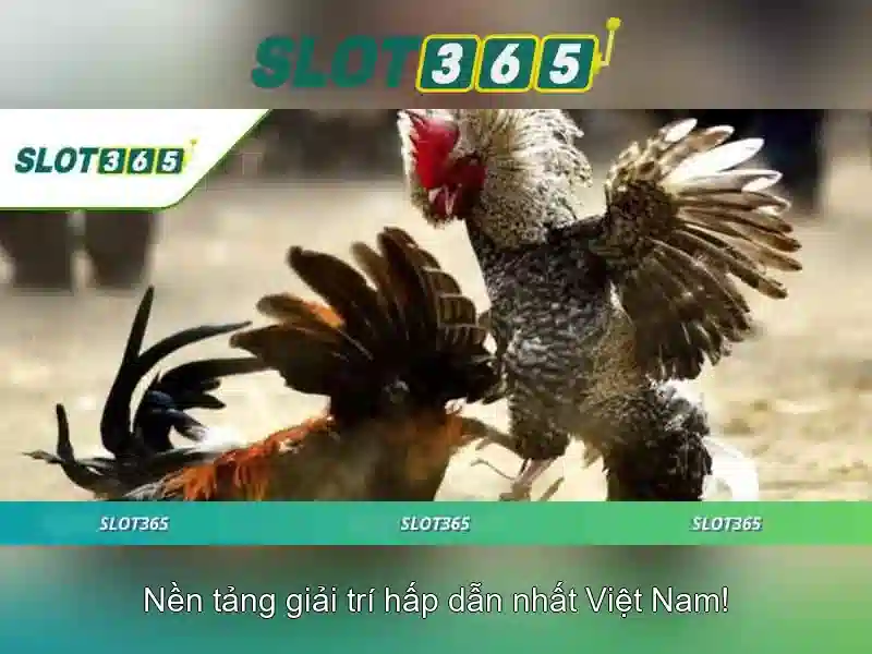Sản phẩm chính và dịch vụ: Ứng dụng thực tế của Slot365 apk
