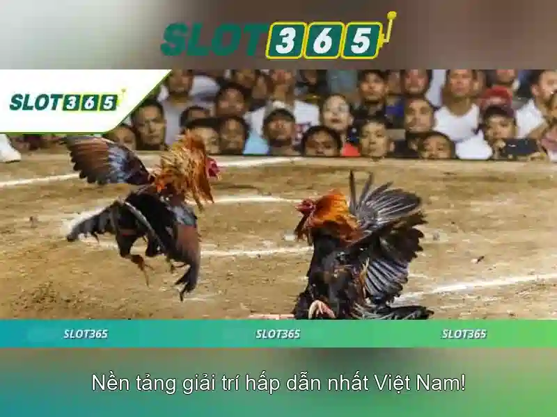 Khuyến mãi và Bonus
